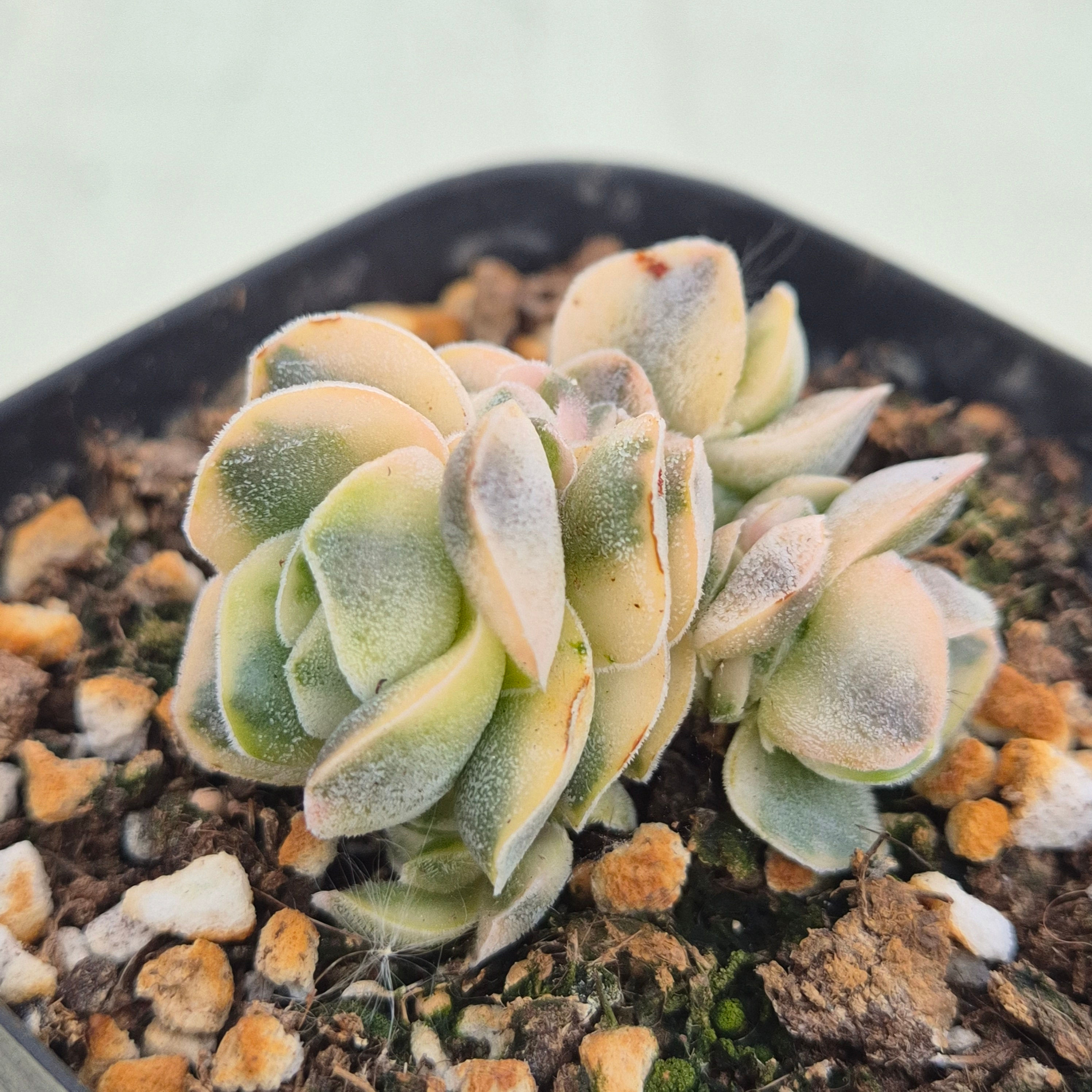 Crassula Ivory Pagoda variegated cluster 