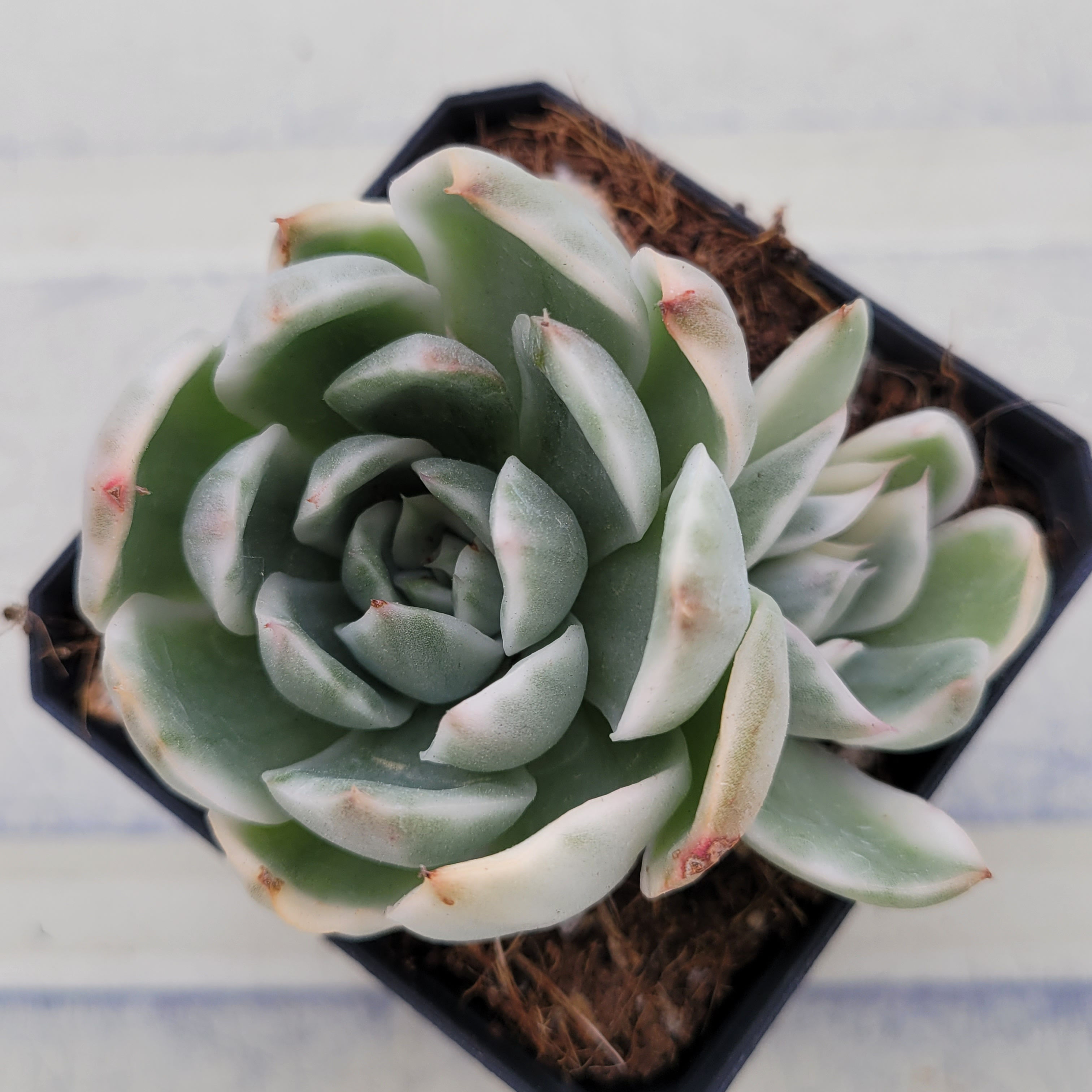 Echeveria Spring Rain variegated 
