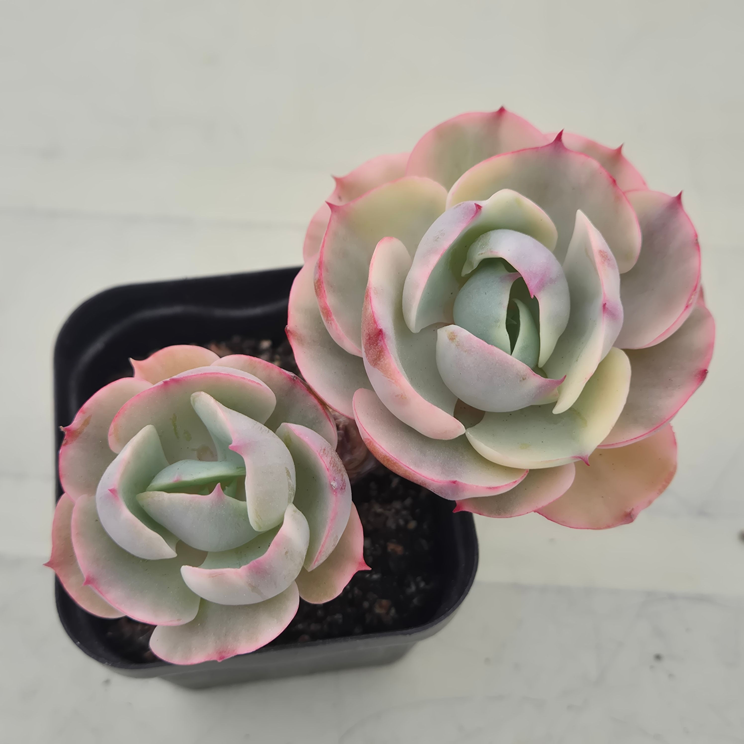 Echeveria Sky blue variegated 