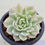 Thumbnail: Echeveria Prism variegated 