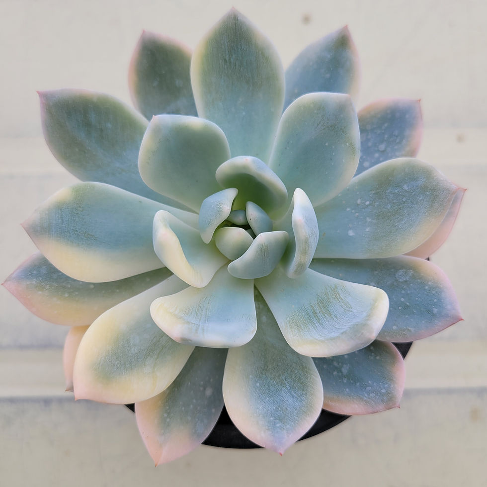 Thumbnail: Echeveria Orange Monroe variegated 