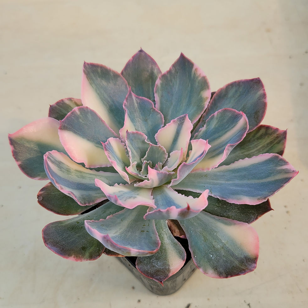 Thumbnail: Echeveria Firenze variegated 