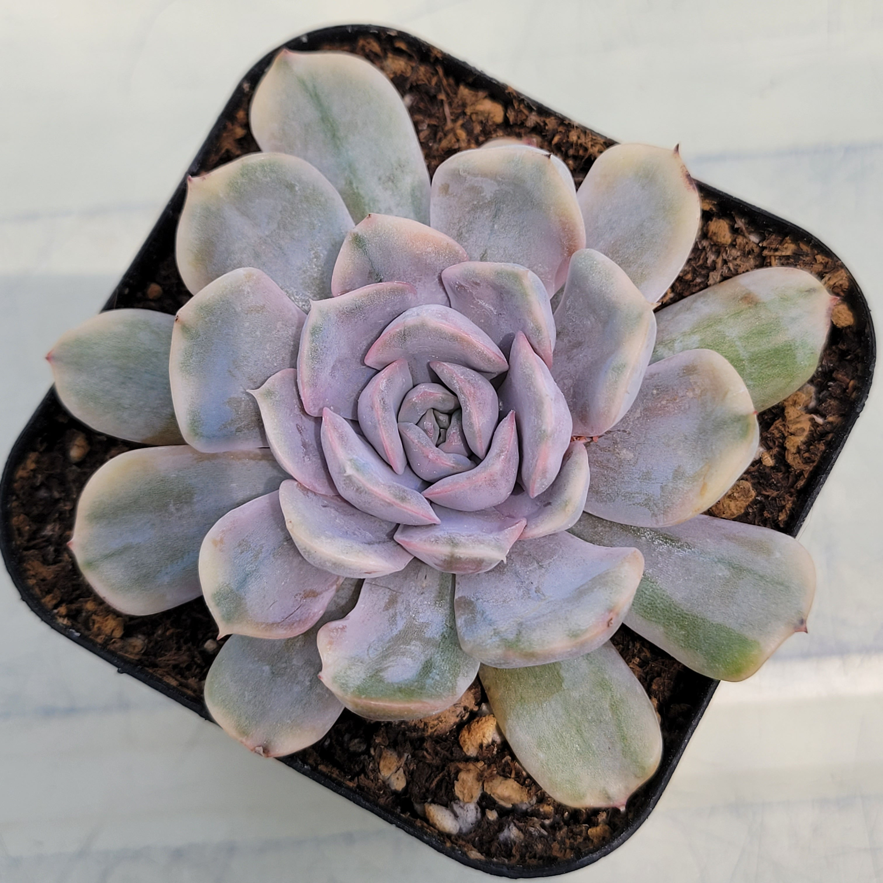 Echeveria Pink Punky variegated 
