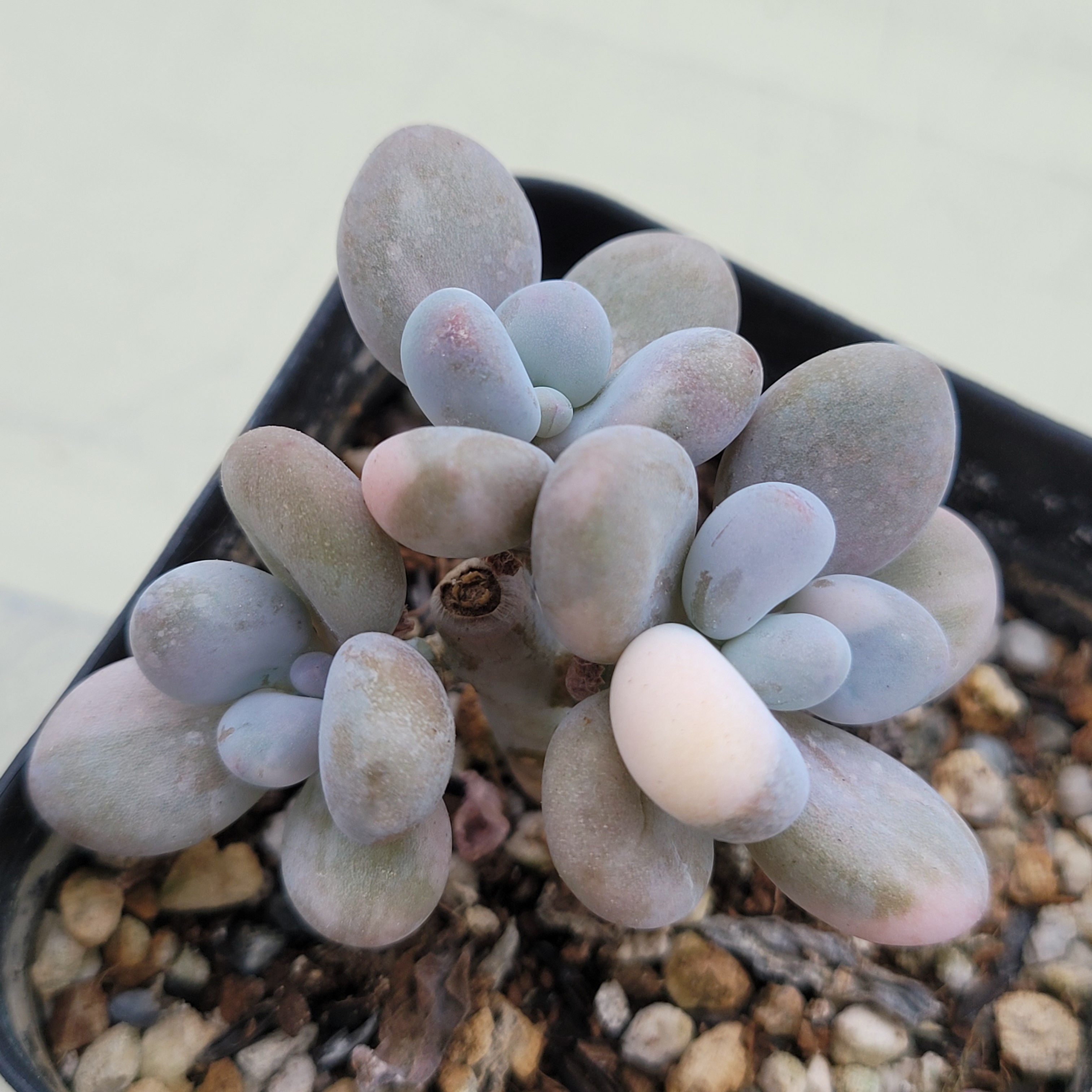Graptopetalum Amethystinum variegated 