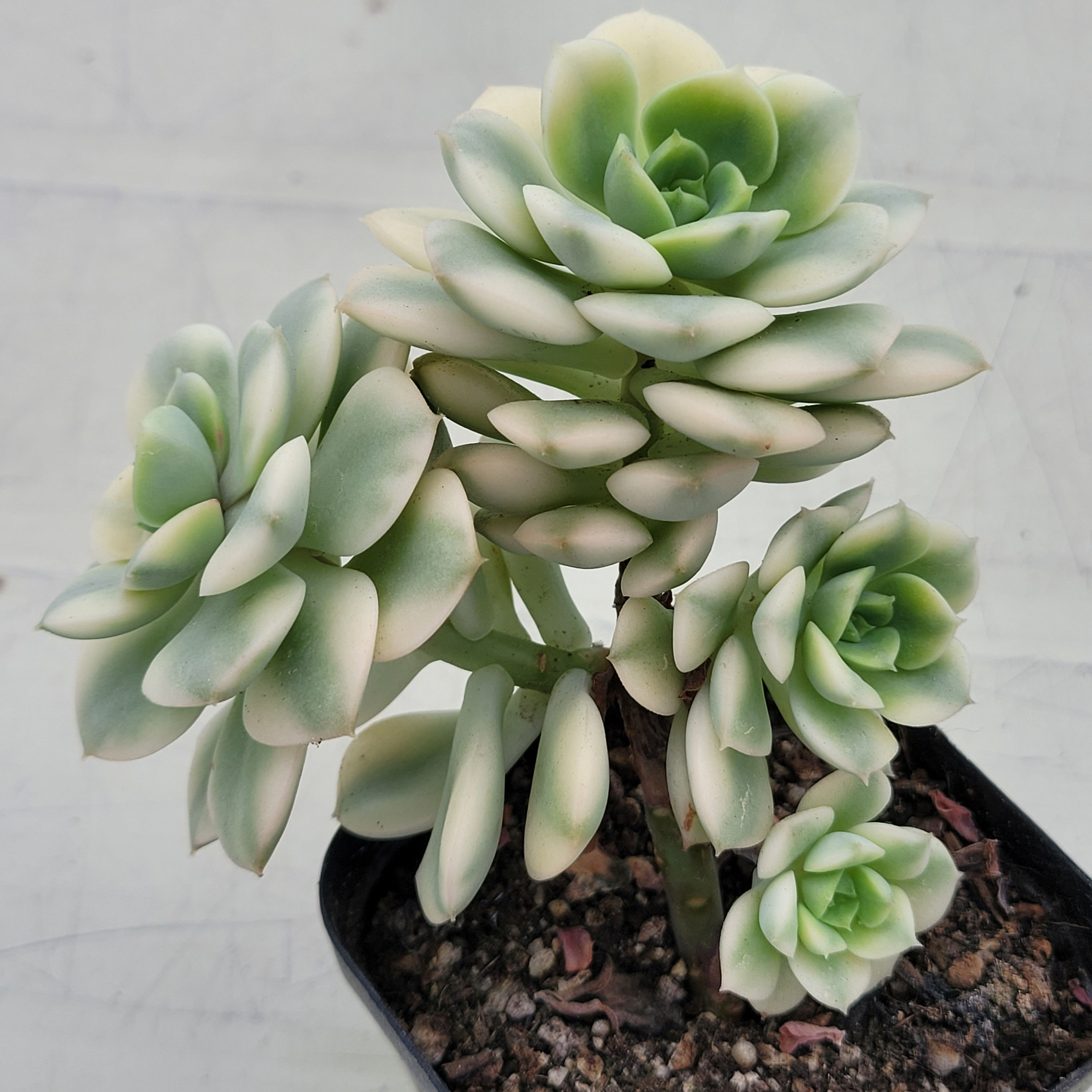 Sedeveria Rolly variegated 