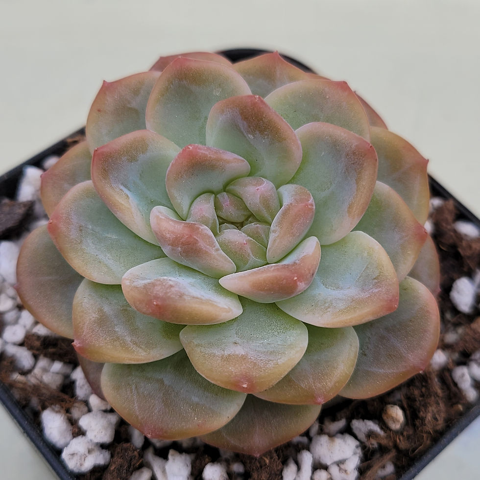 Thumbnail: Echeveria Sweet Potato 