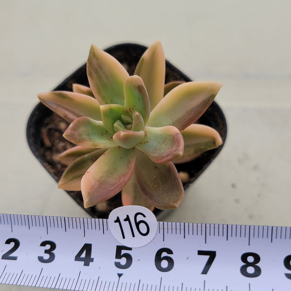 Thumbnail: Sedeveria Pat's Pink variegated 