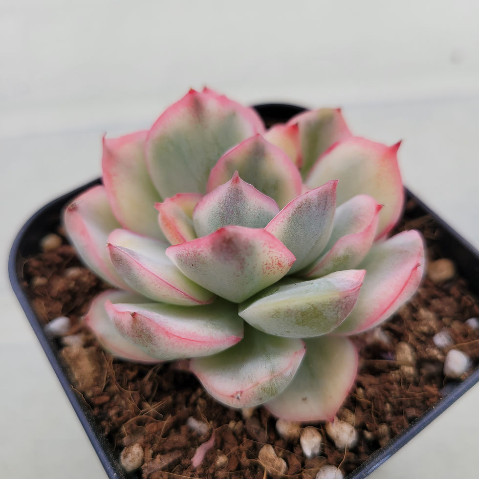 Thumbnail: Echeveria Strawberry Cake variegated 