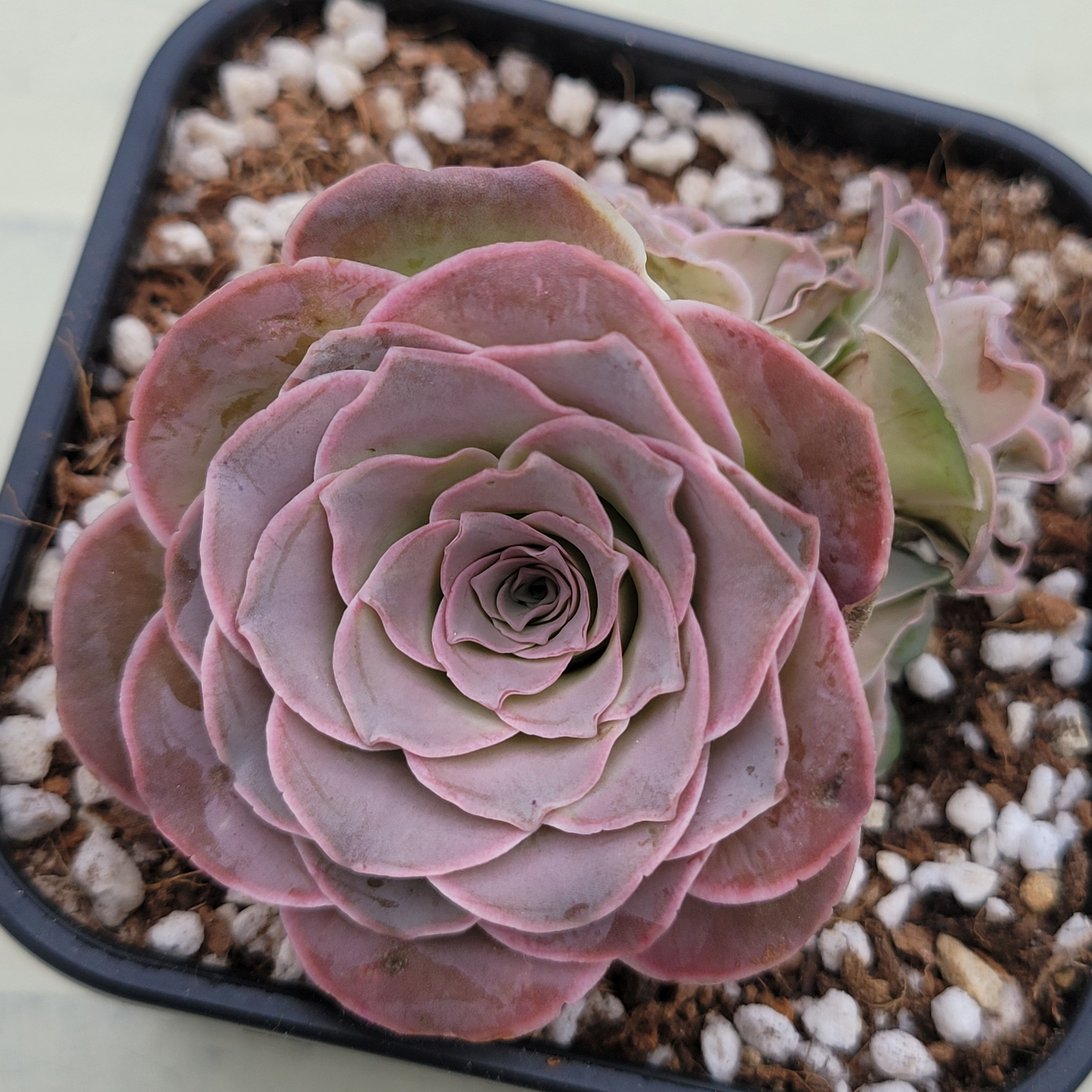Greenovia Mira Rose variegated 
