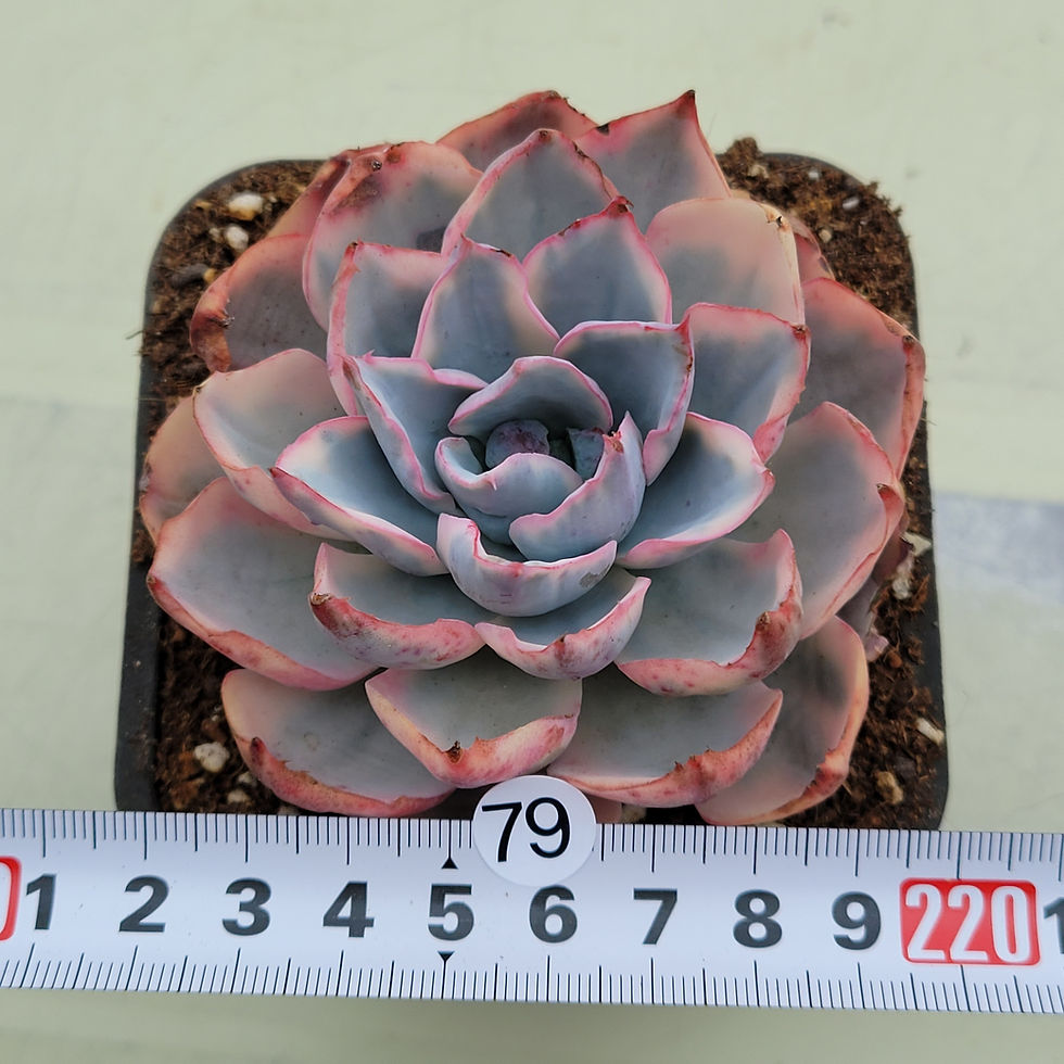 Thumbnail: Echeveria Amista variegated 