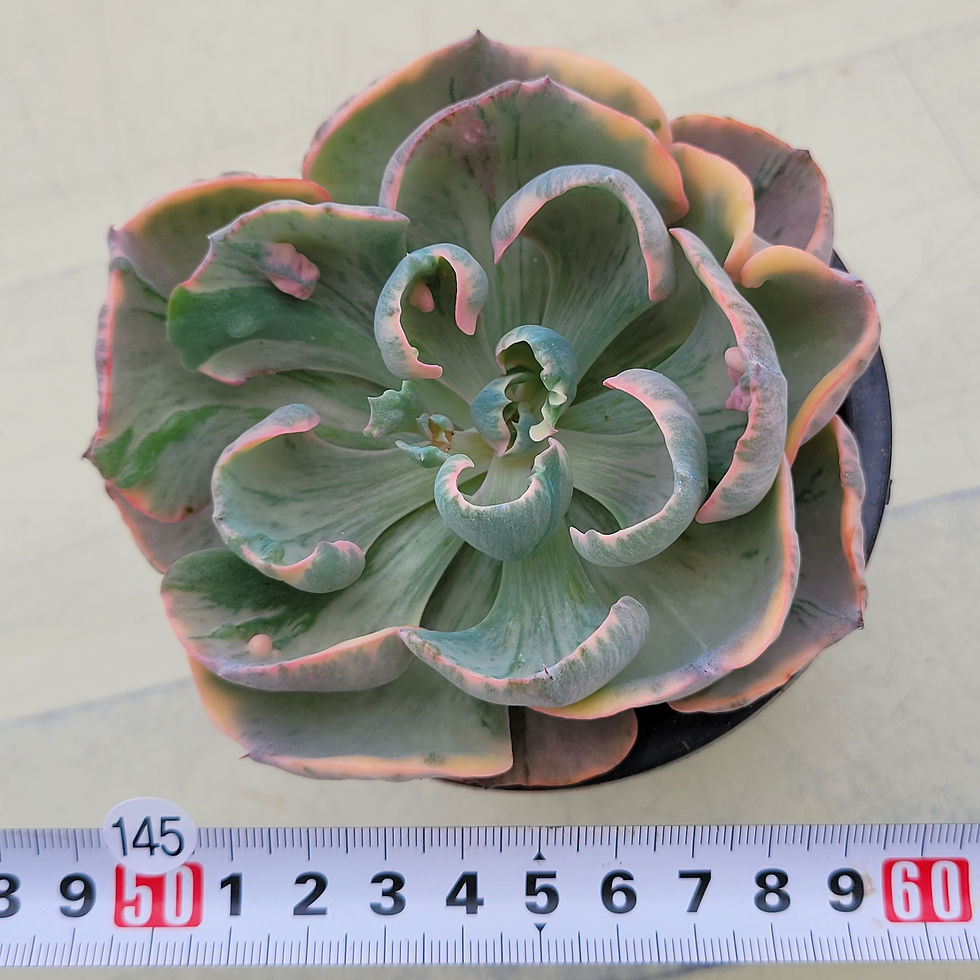 Thumbnail: Echeveria Beyonce Rainbow variegated 