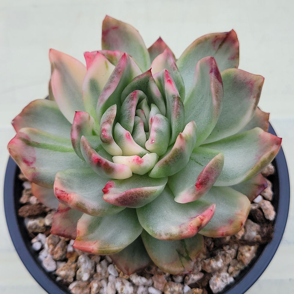 Thumbnail: Echeveria Crimson Lilac variegated 