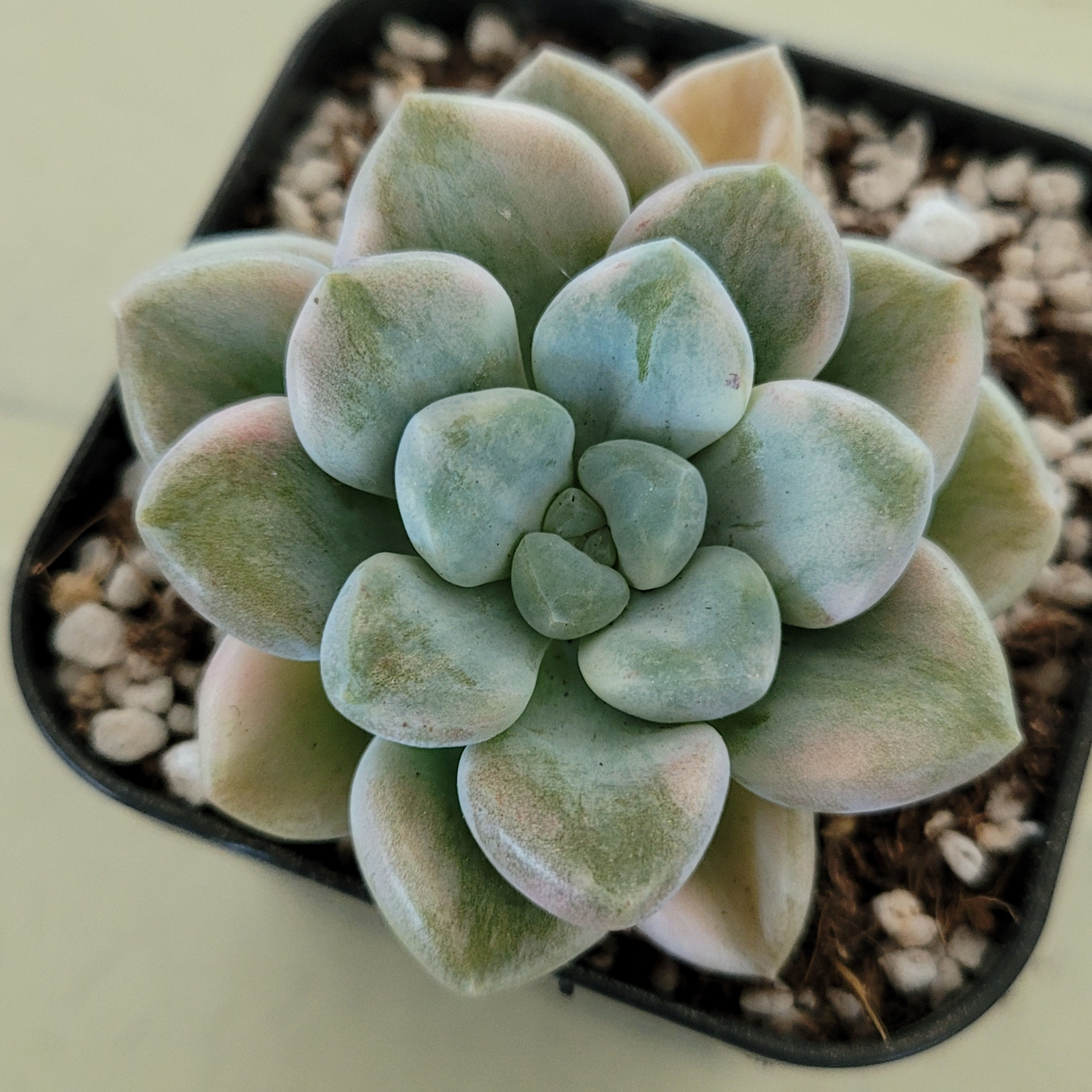 Echeveria Bubble Bomb variegated 