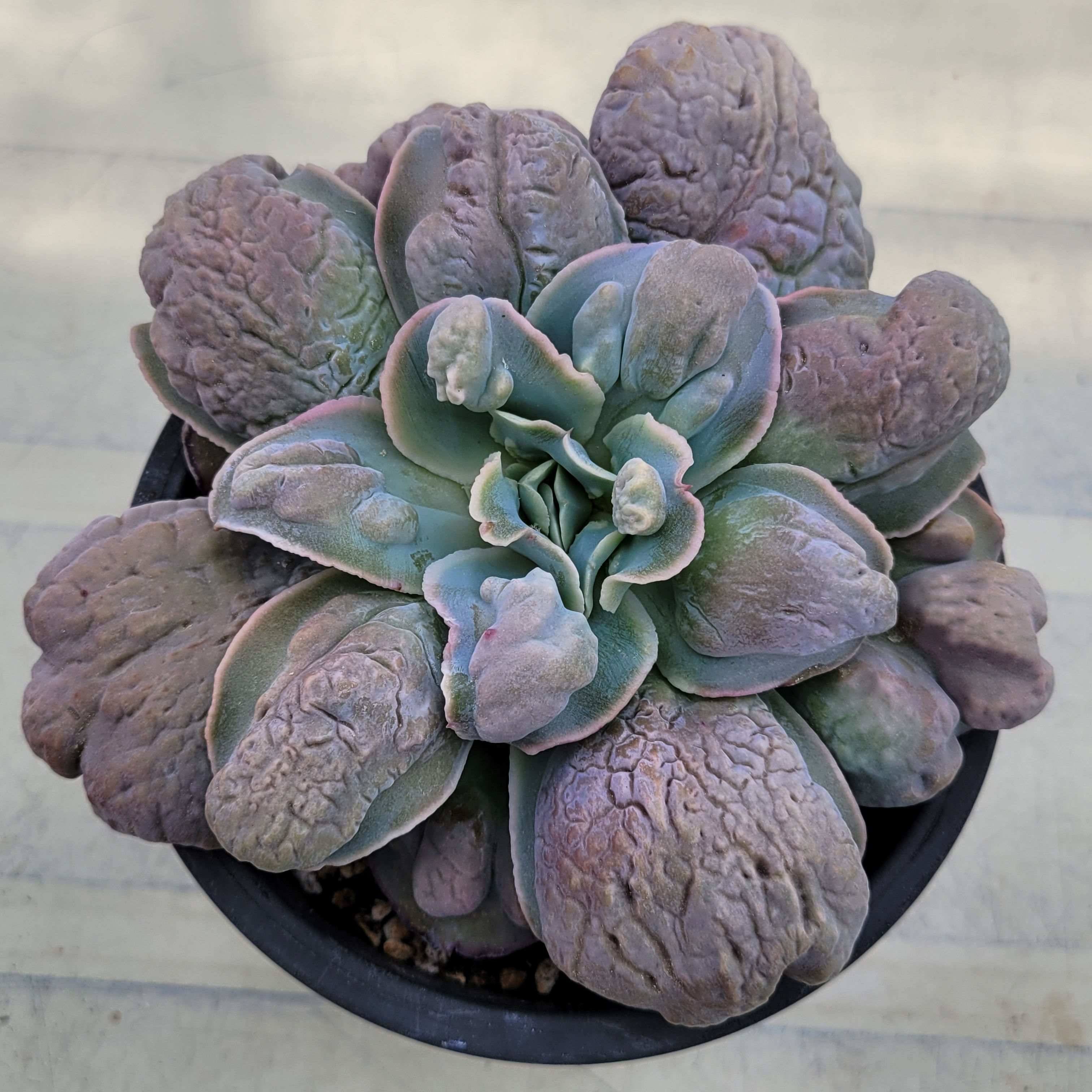 Echeveria Heytoon