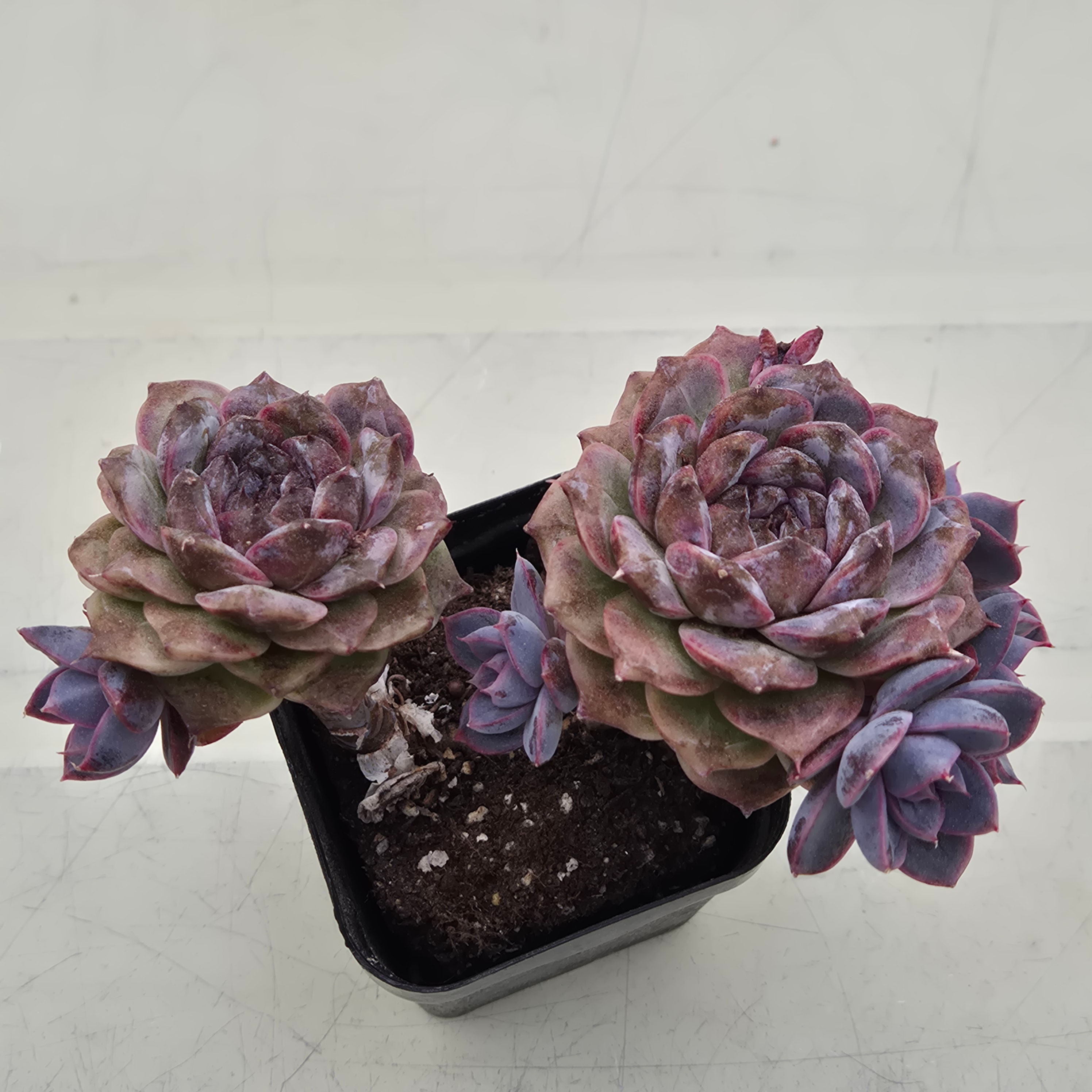 Echeveria White soul cluster 