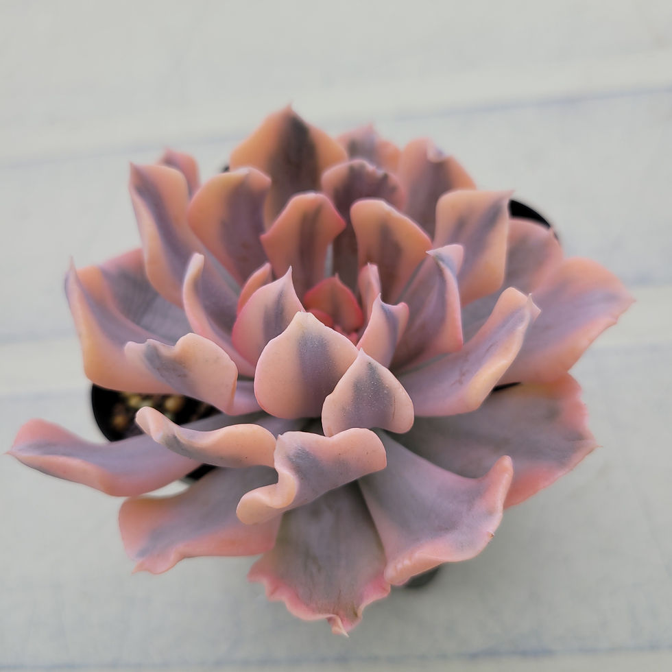 Thumbnail: Echeveria Saffron variegated 