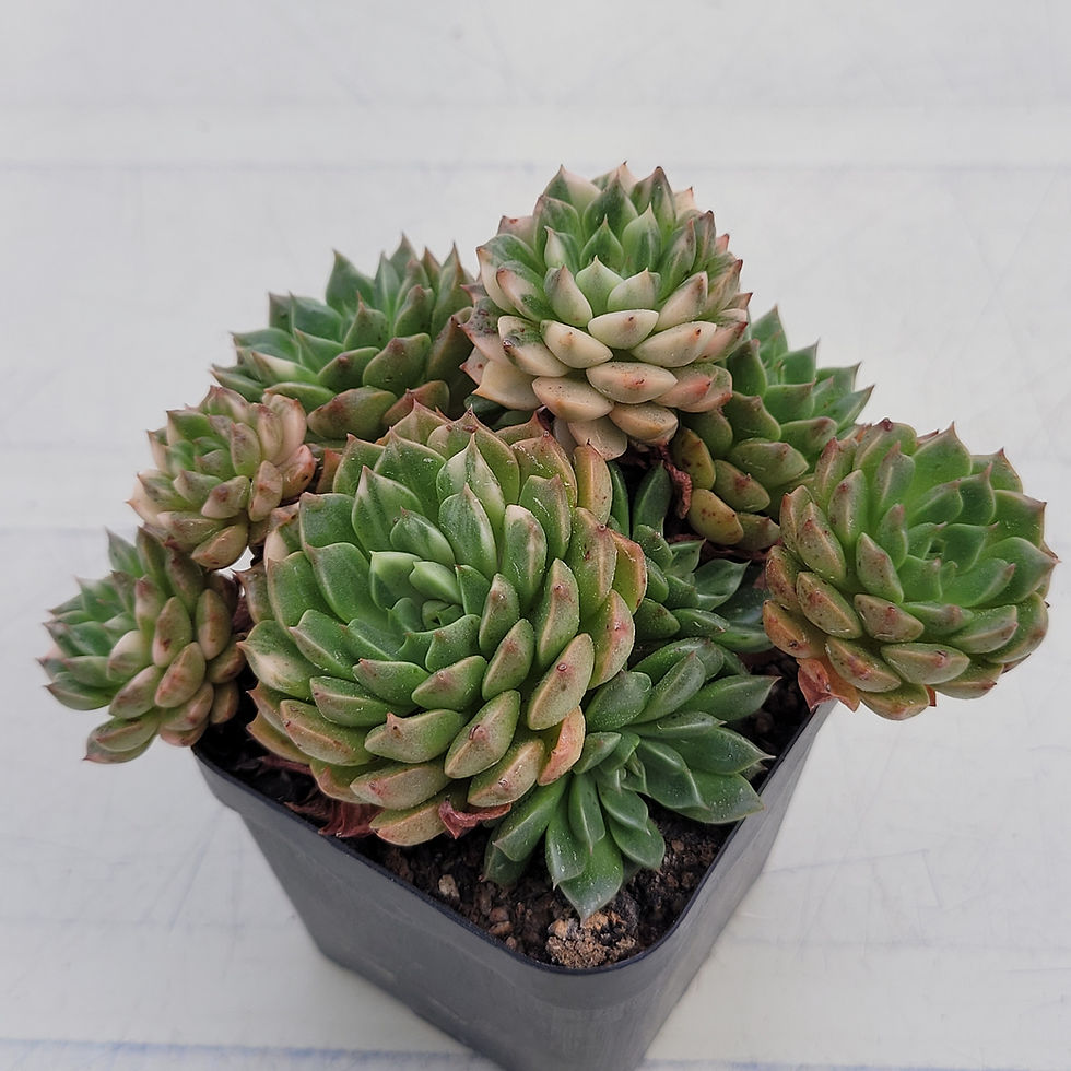Variegata | Korean Succulents