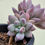 Thumbnail: Echeveria Hana Byul 