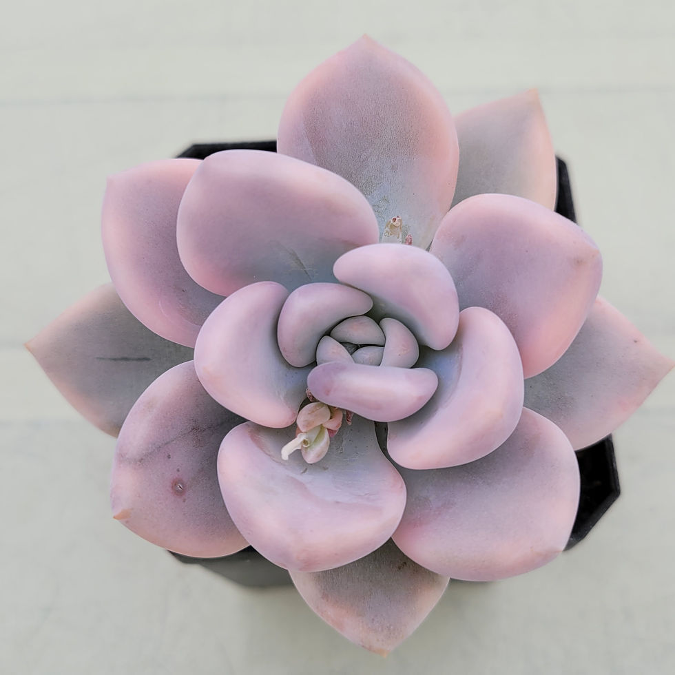Thumbnail: Graptoveria Opalina variegated 