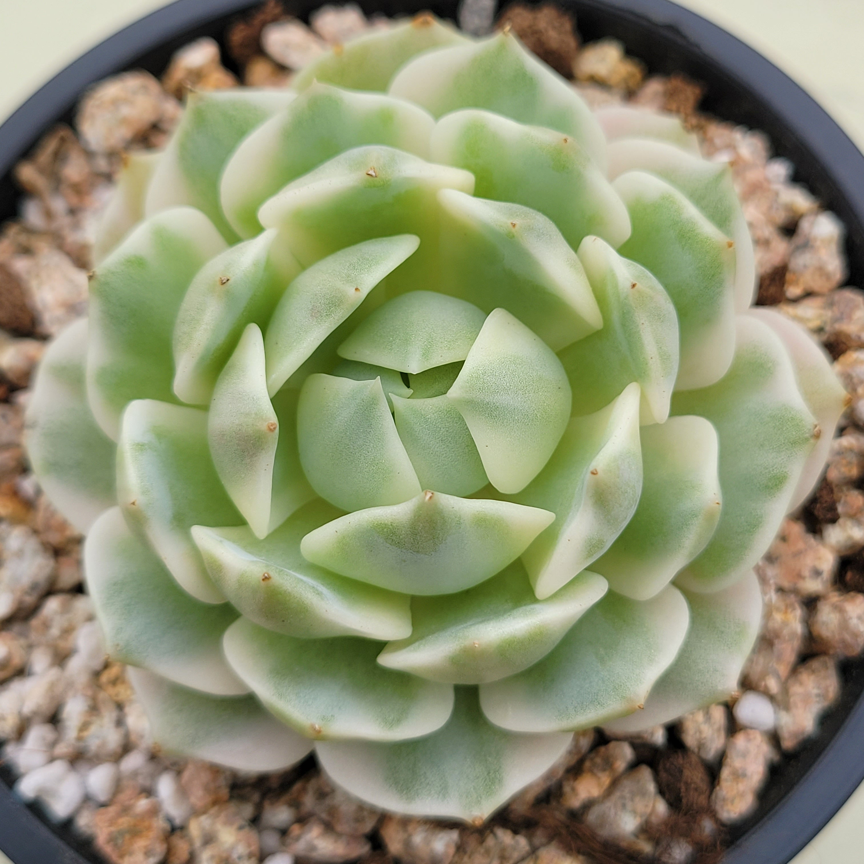 Echeveria Lola White variegated 
