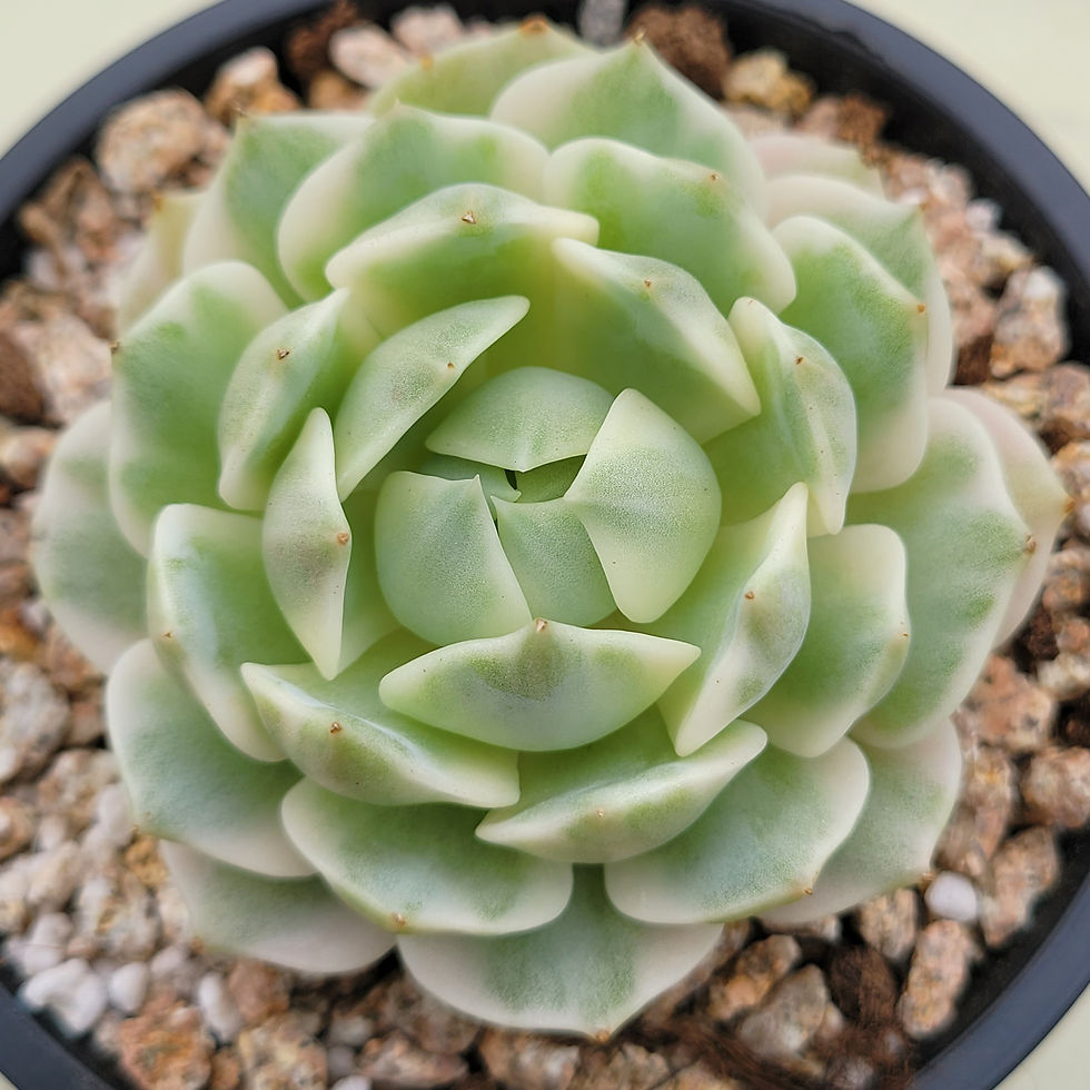 Thumbnail: Echeveria Lola White variegated 