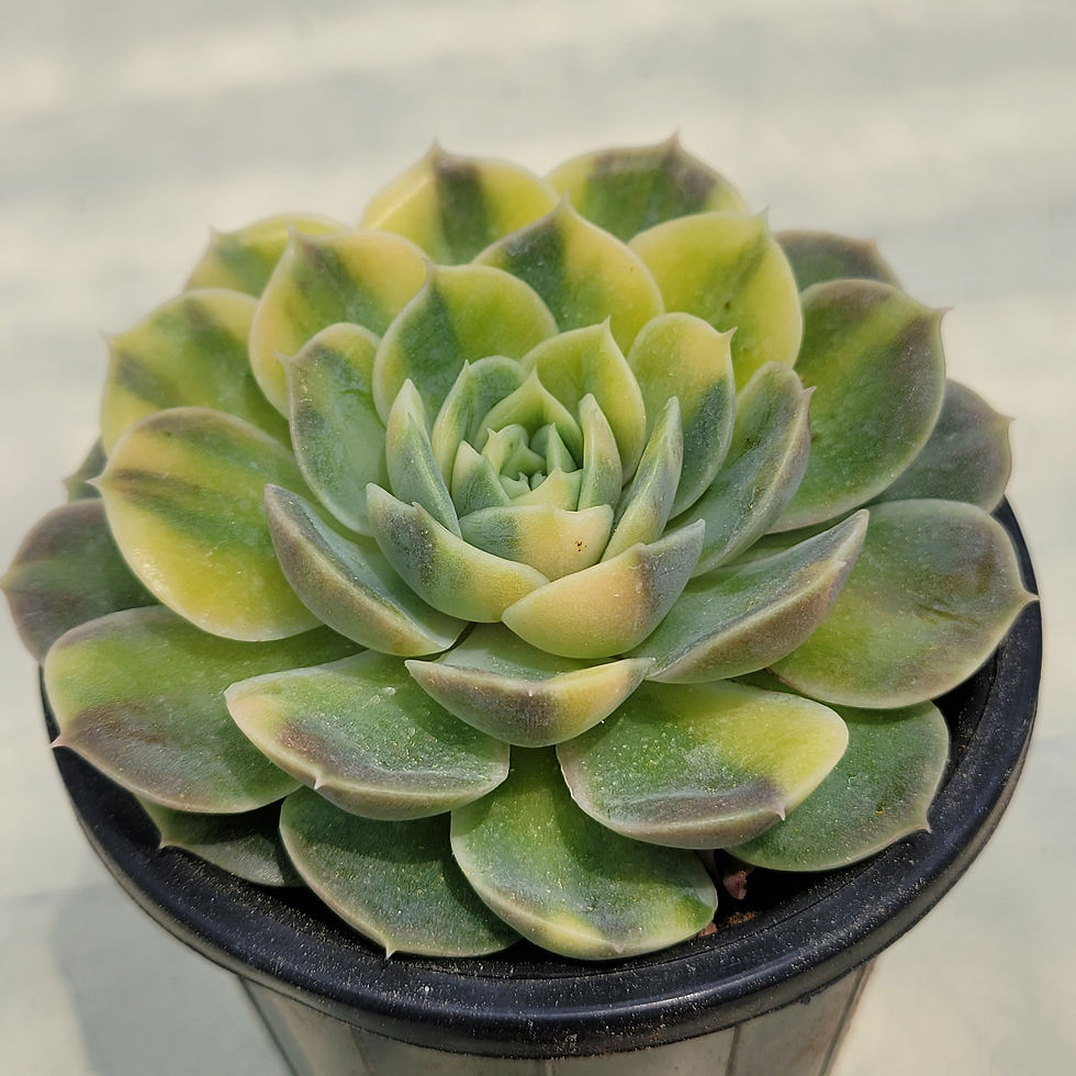 Thumbnail: Echeveria Onslow Yellow variegated 