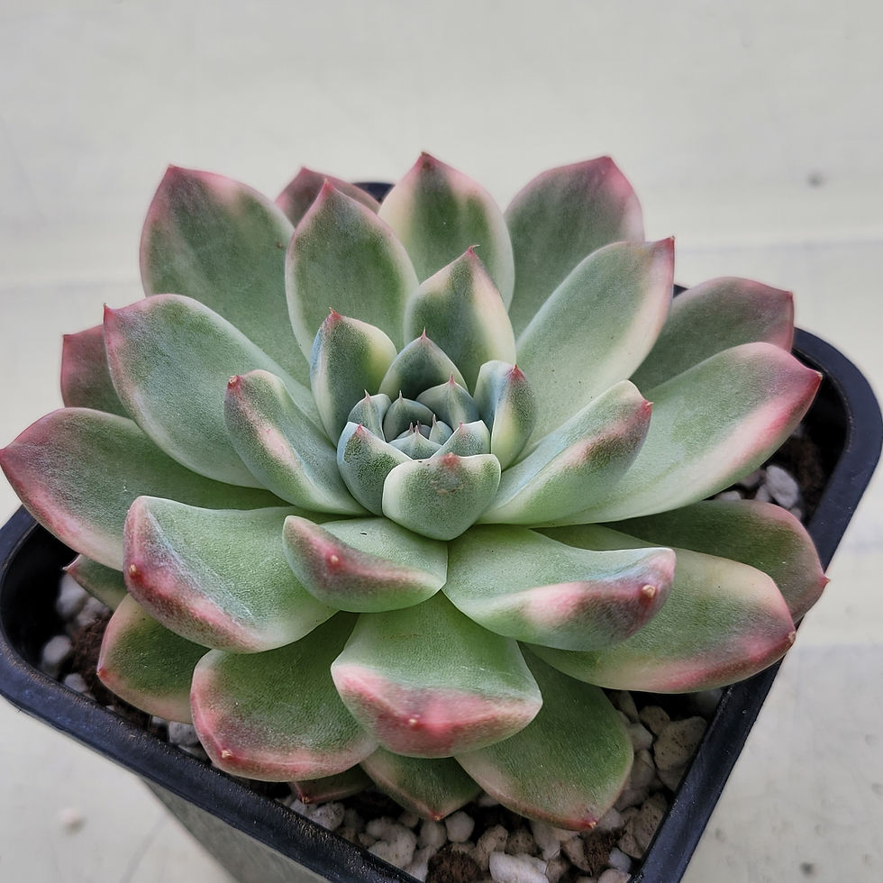 Thumbnail: Echeveria Alba beauty variegated 