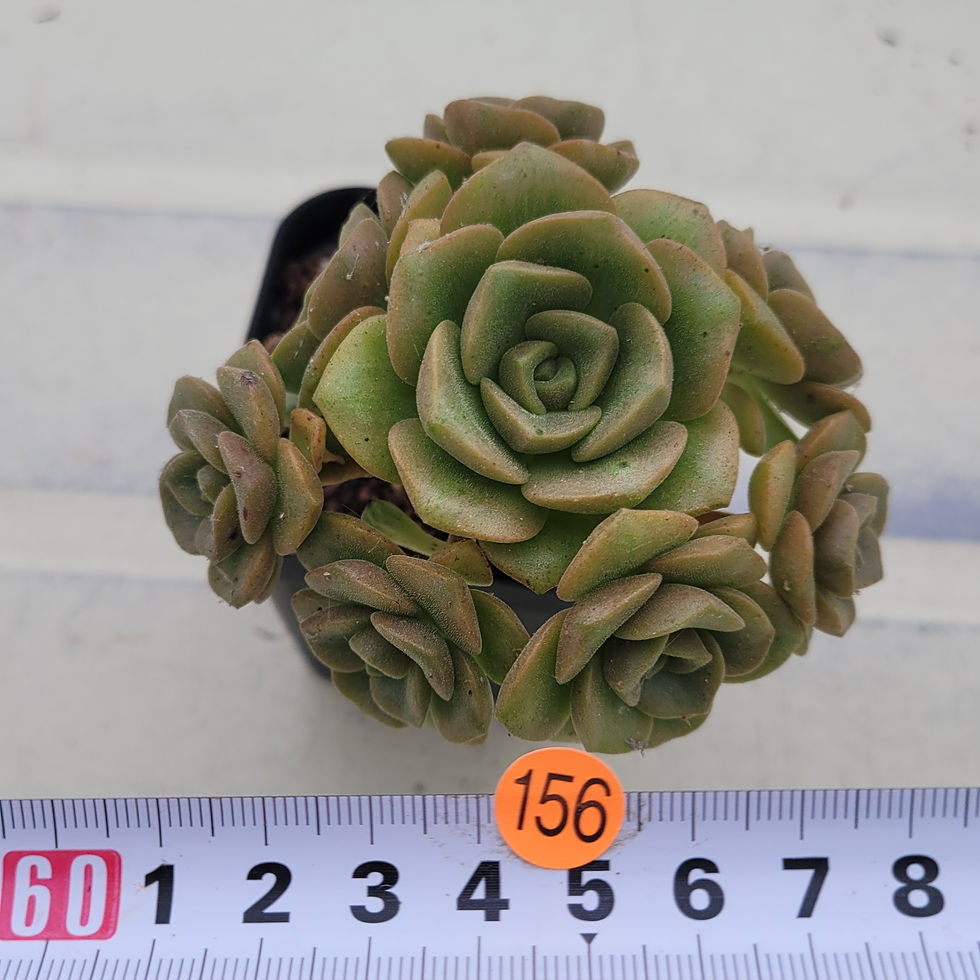 Thumbnail: Aeonium Lilypad variegated cluster 