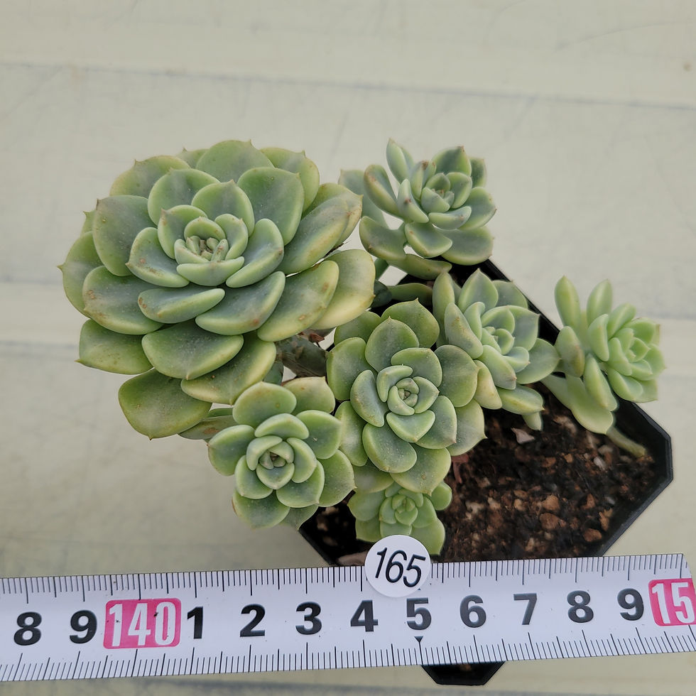 Thumbnail: Echeveria Tinker bell variegated 