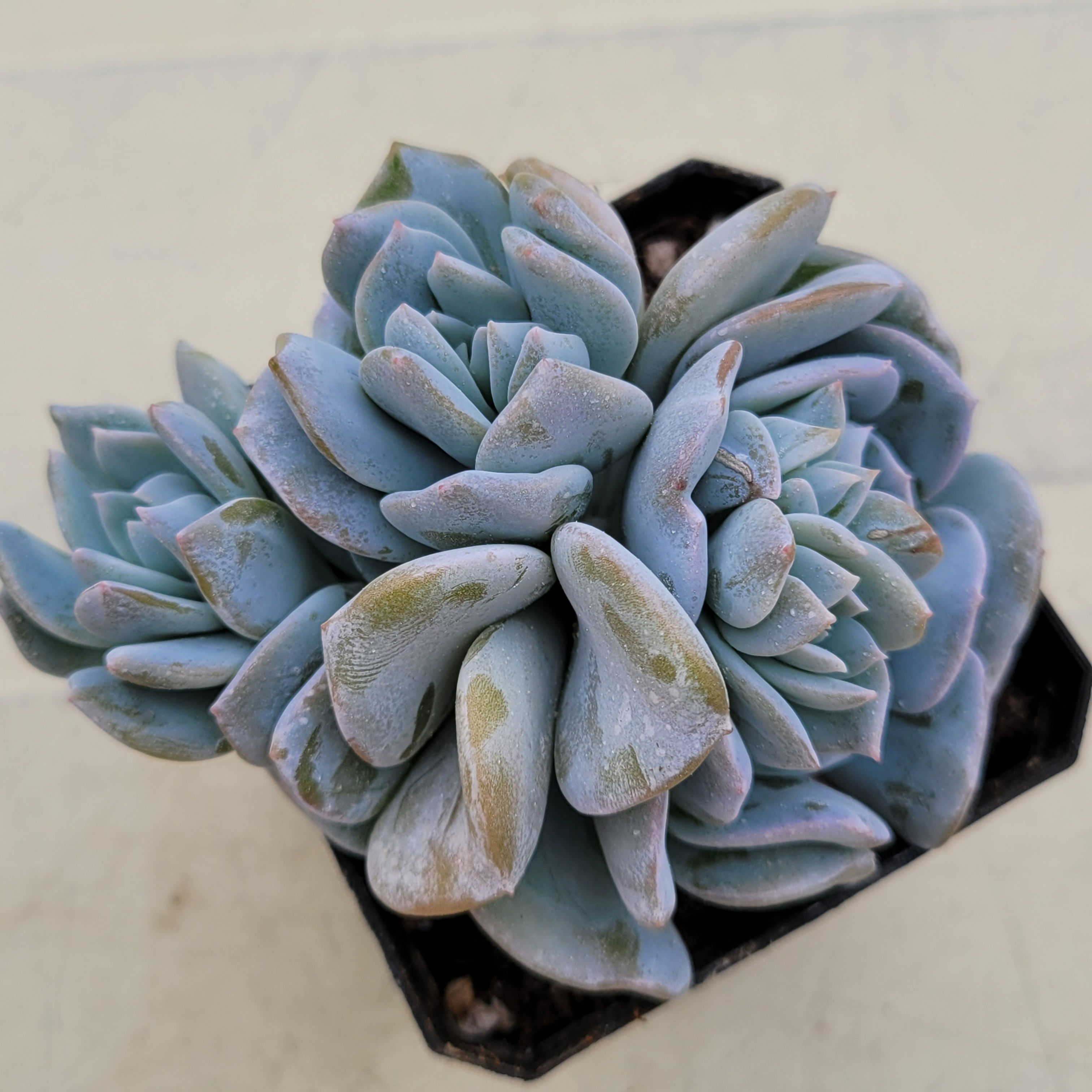 Echeveria Manner queen 