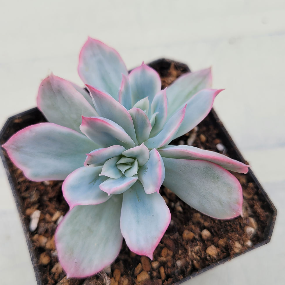 Thumbnail: Echeveria Luella variegated 