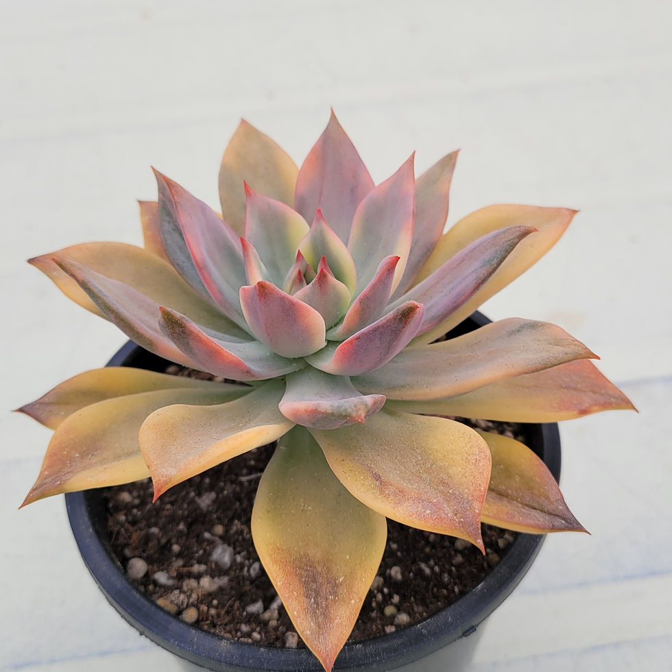 Thumbnail: Echeveria Chimera variegated 