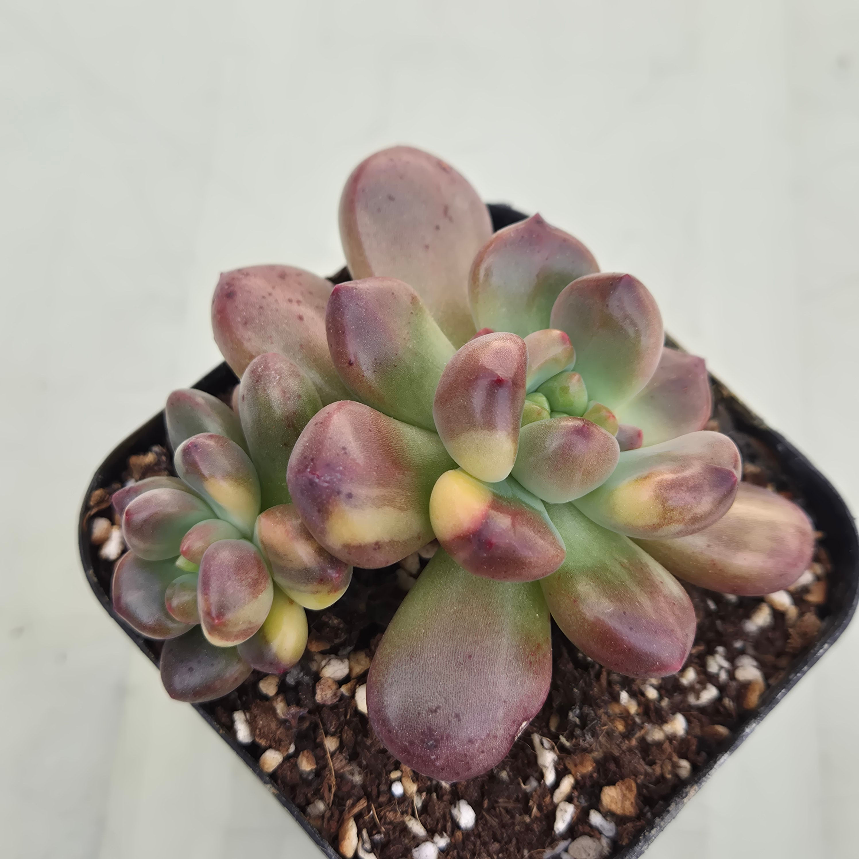 Pachyveria cv Paradoxa variegated 
