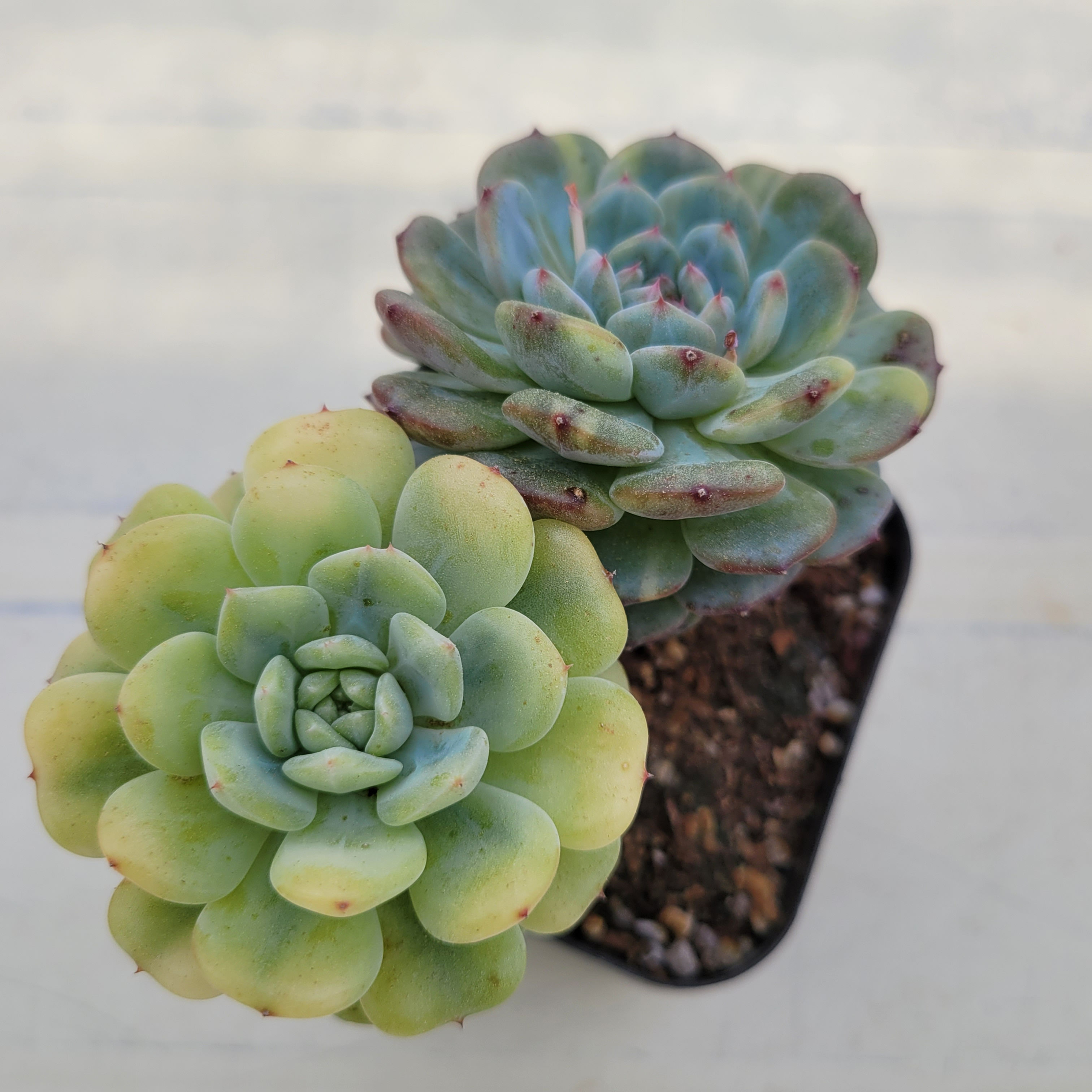 Echeveria White palm variegated 