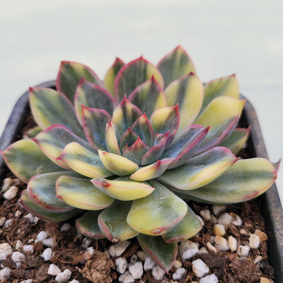 Thumbnail: Echeveria Orion variegated 