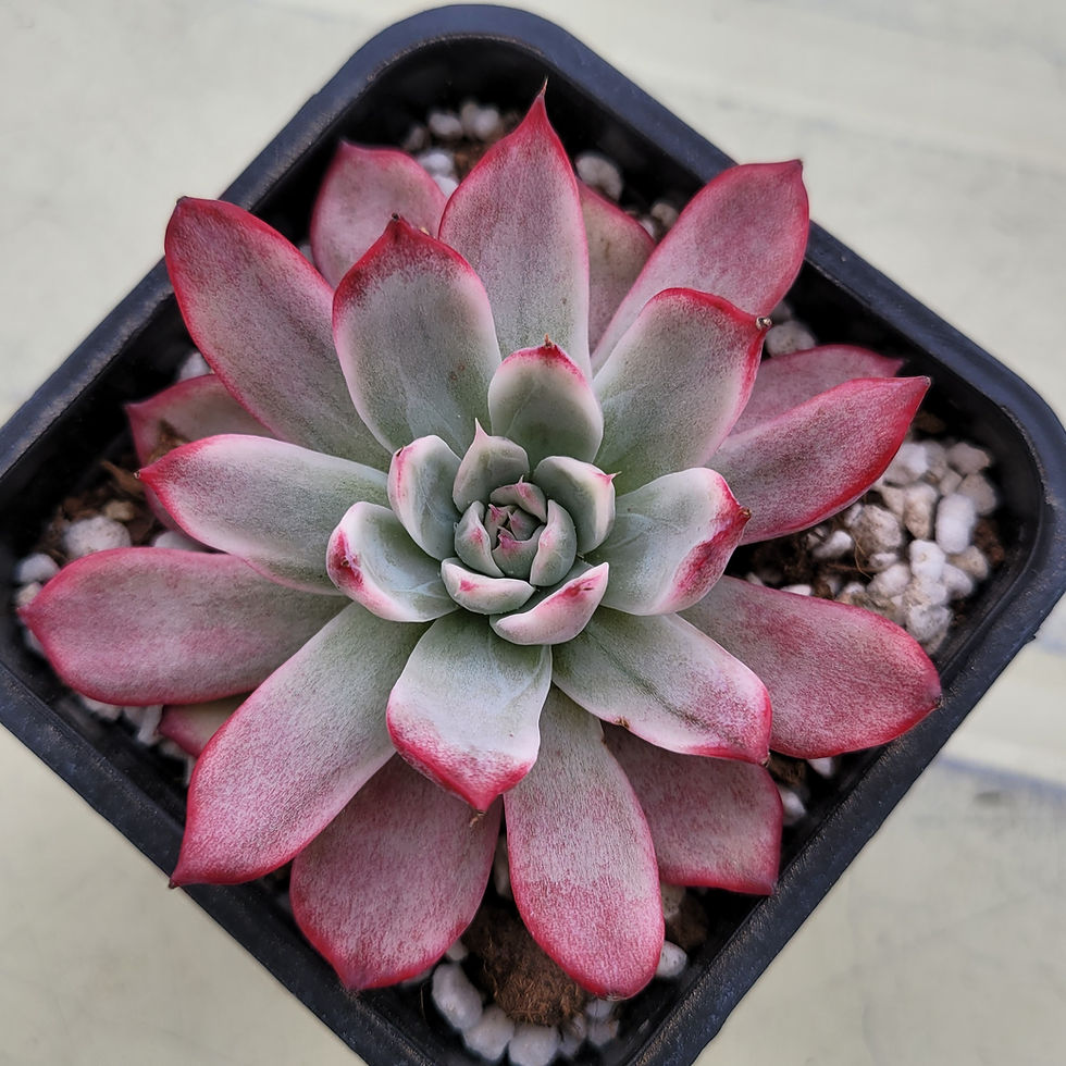 Thumbnail: Echeveria Uranus variegated 