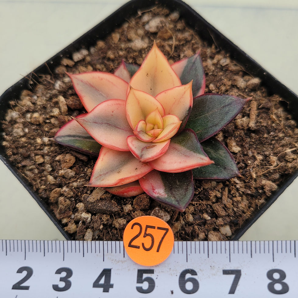 Thumbnail: Echeveria Monocerotis variegated 