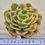 Thumbnail: Echeveria Arena variegated 