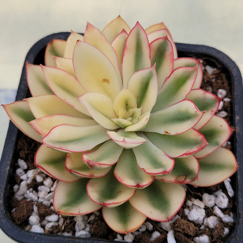 Thumbnail: Echeveria Red Queen variegated 