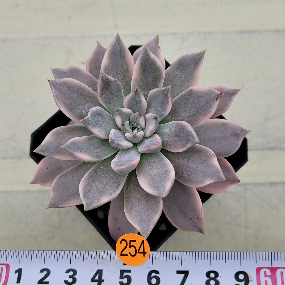 Thumbnail: Echeveria Pink Zaragosa variegated 