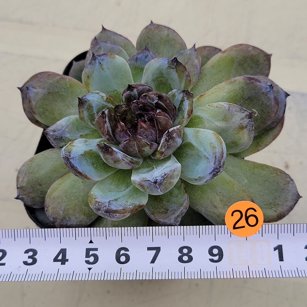 Thumbnail: Echeveria Gemstone 