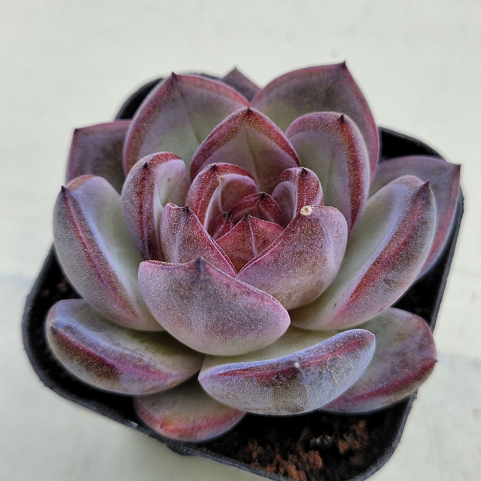 Thumbnail: Echeveria Odette 