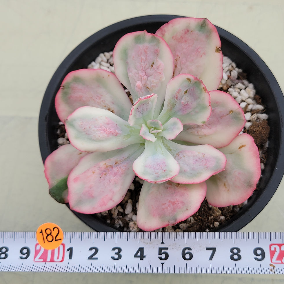 Thumbnail: Echeveria Baron Bold variegated 
