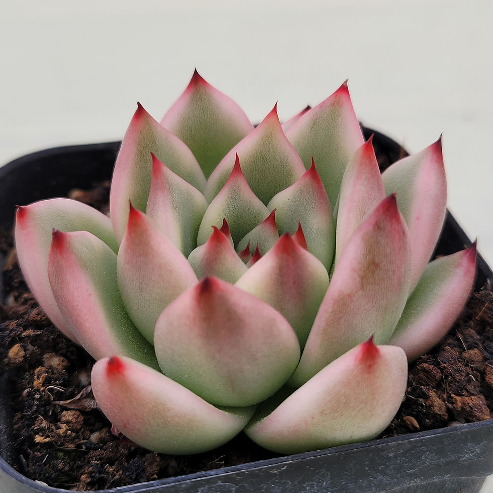 Thumbnail: Echeveria Agavoides Amestro variegated 