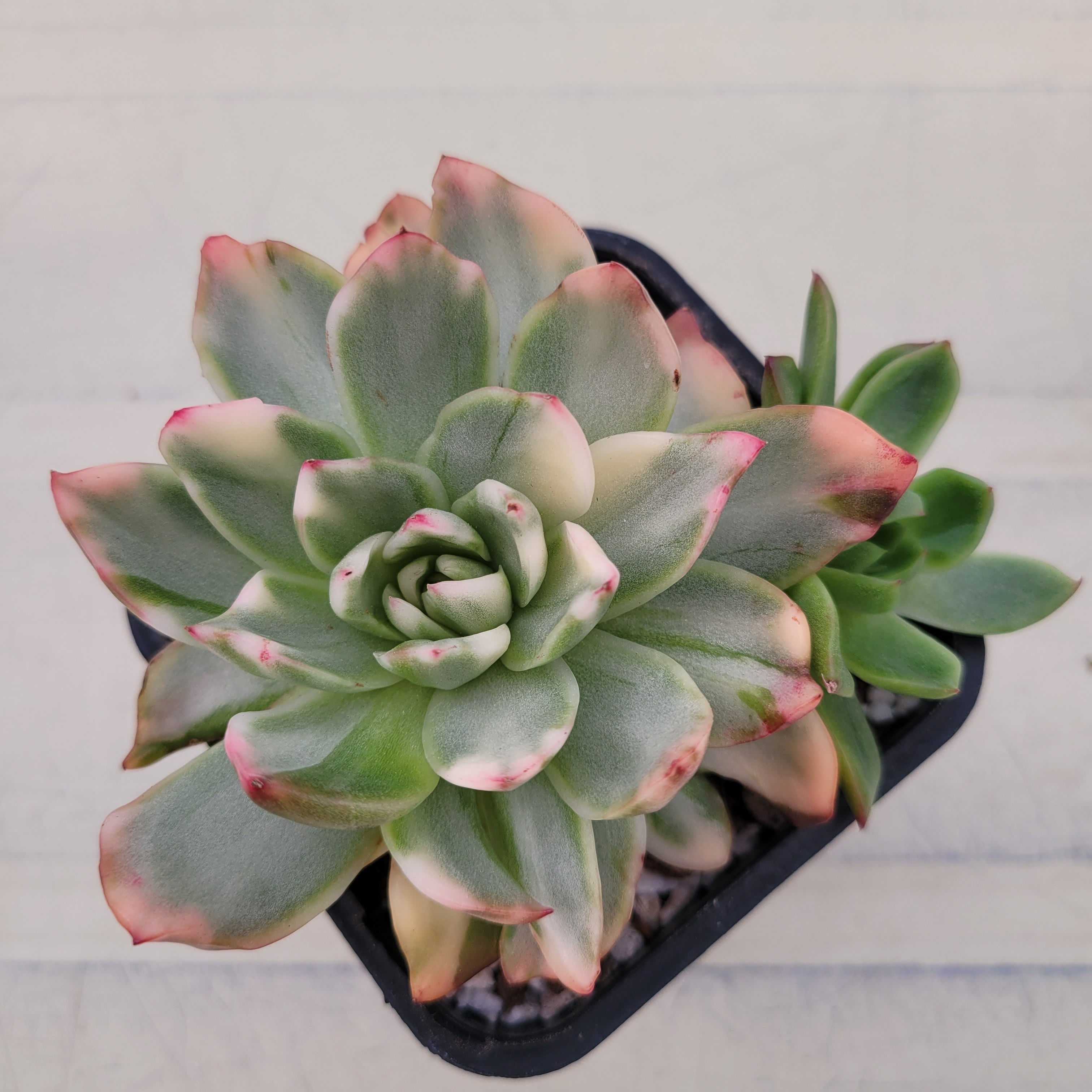 Echeveria Crimson Lilac variegated 