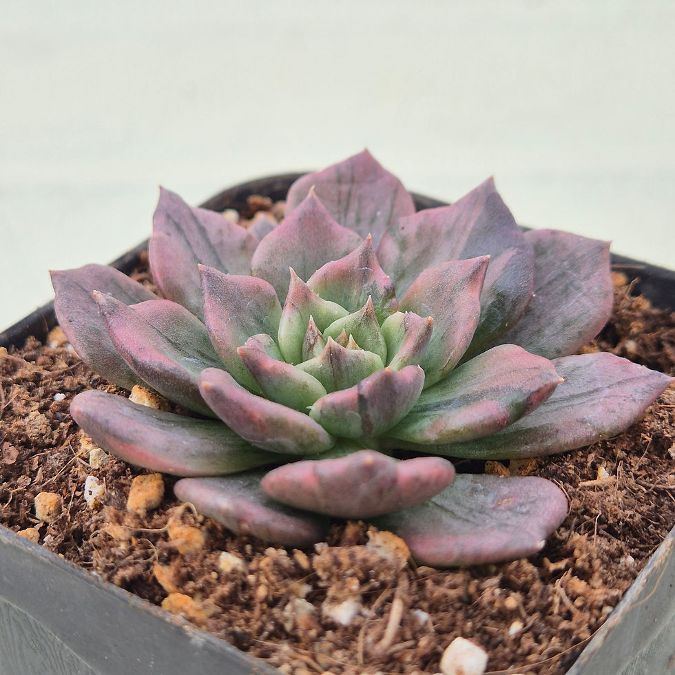 Thumbnail: Echeveria Silver Prince variegated 