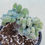 Thumbnail: Echeveria Pulvinata Frosty cristata 
