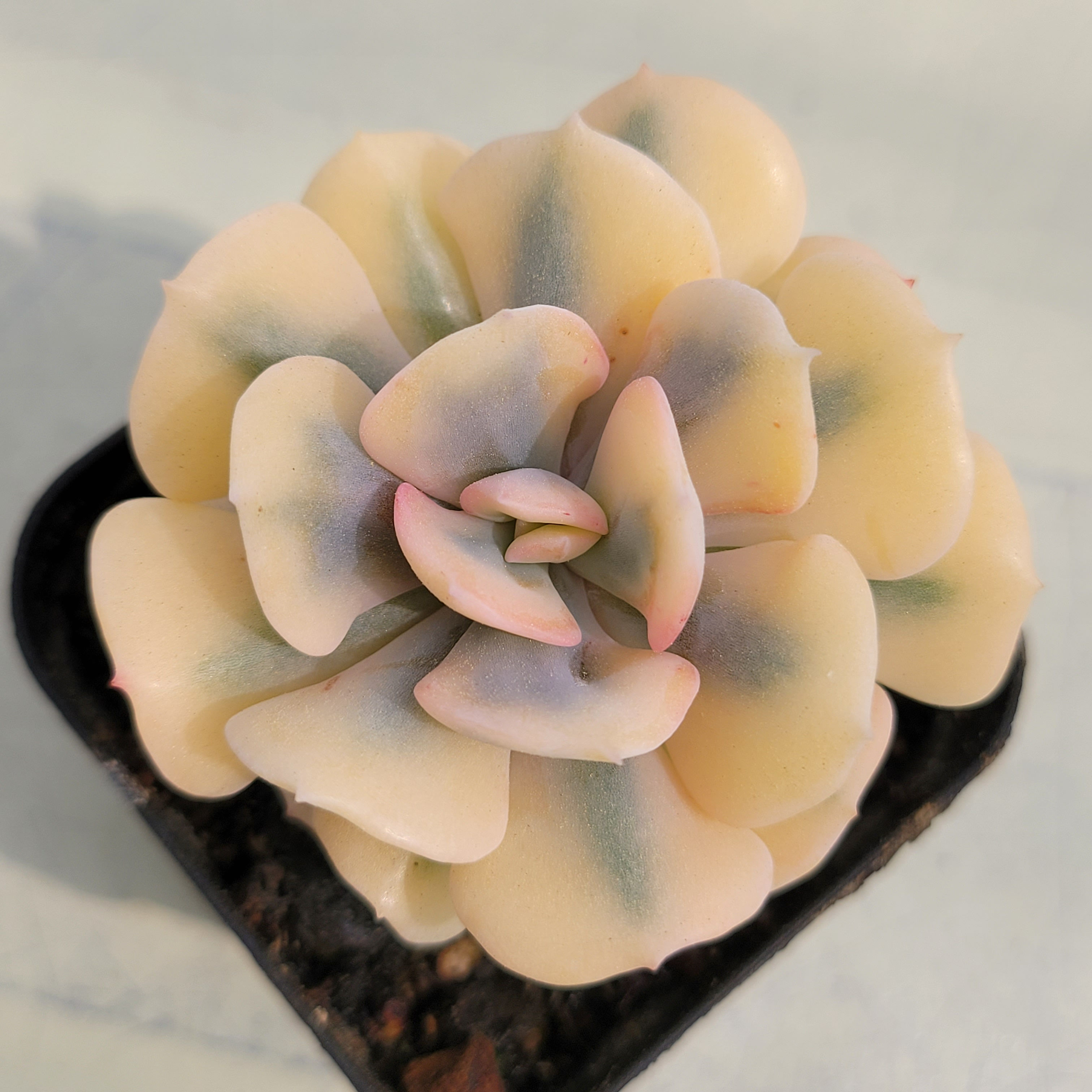 Echeveria Cubic Frosty variegated 
