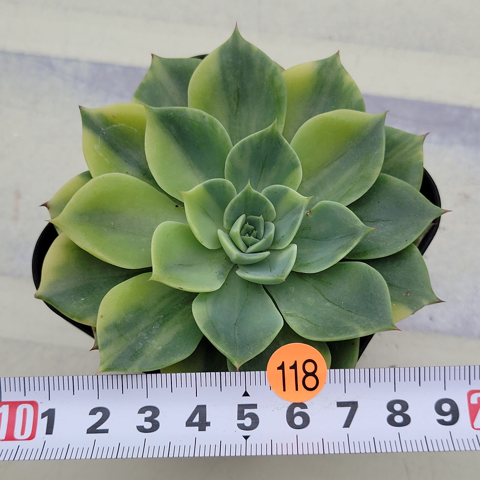 Thumbnail: Echeveria Ice Pinky variegated 