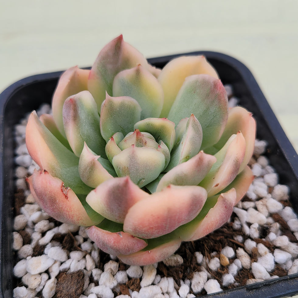 Thumbnail: Echeveria Strawberry Cake variegated 